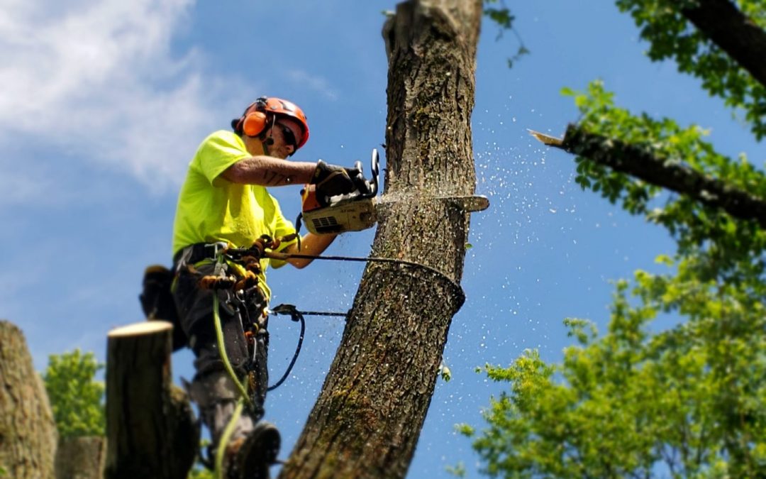 tree arborist