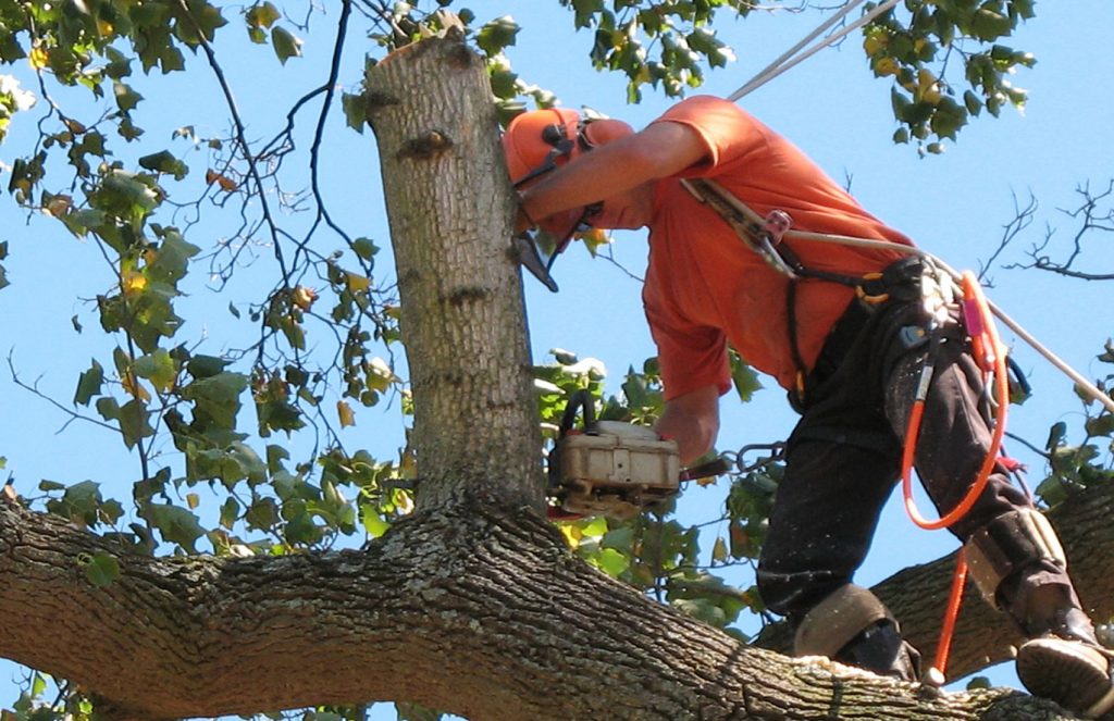 What to Expect in Hiring a Tree Arborist
