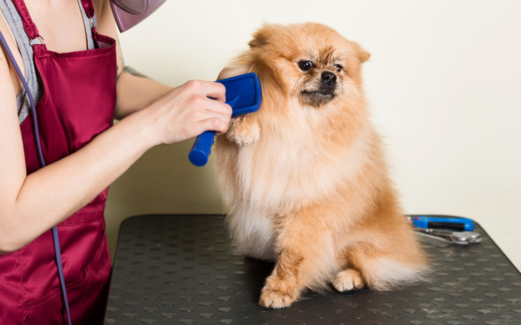 Clean & Fluffy Mobile Dog Grooming