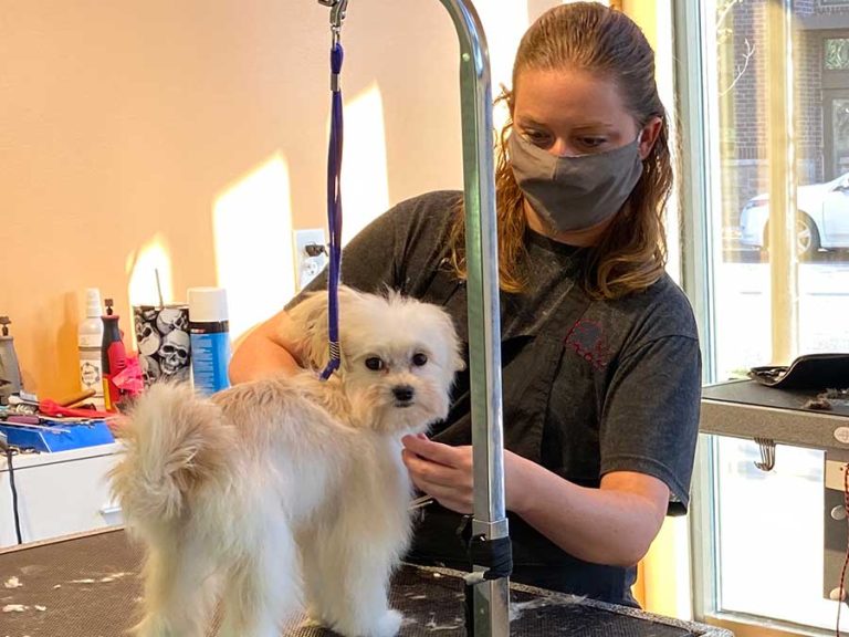 How to Prepare Your Home for a Mobile Dog Grooming Appointment