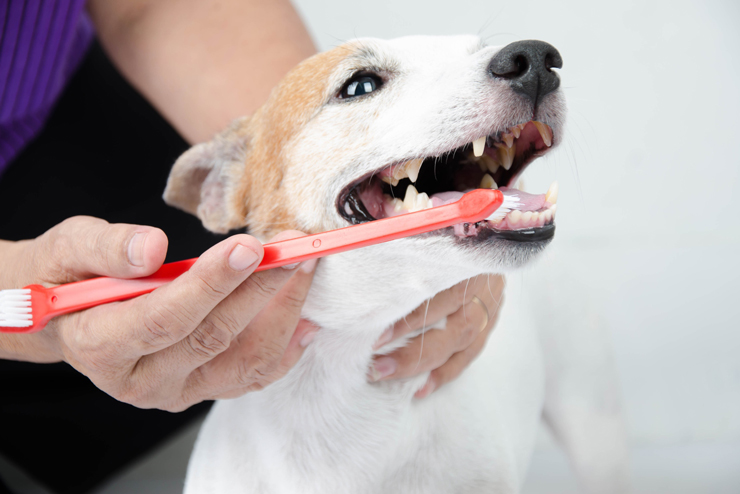 Fort Lauderdale Top Mobile Pet Grooming