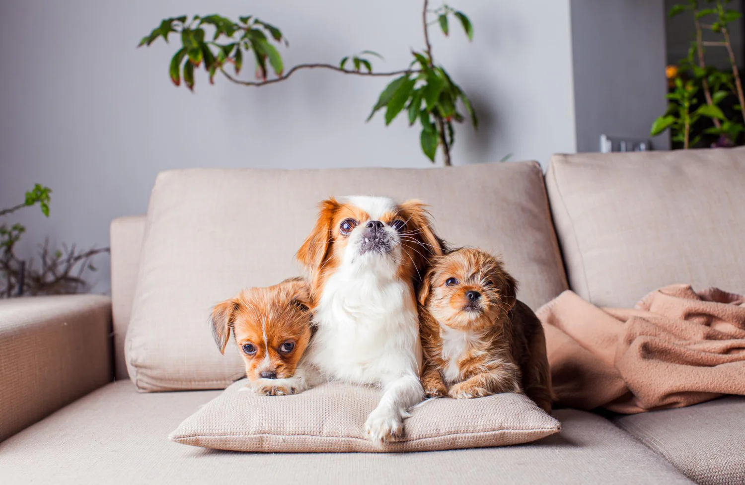 Stylish Pet-Friendly Couches That Fit Perfectly into Any Home Decor