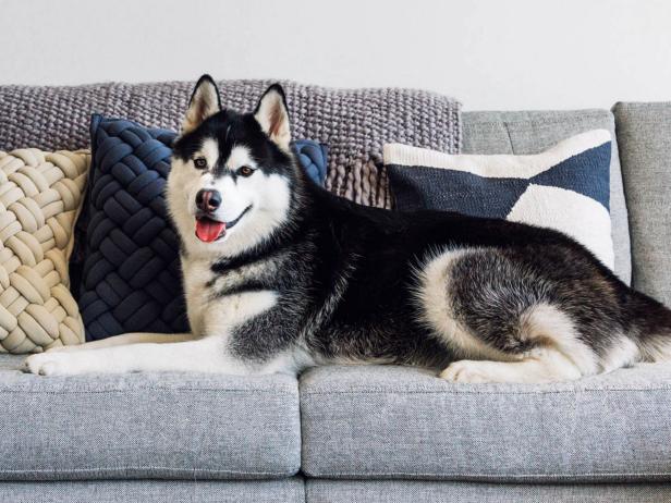 pet friendly sectional