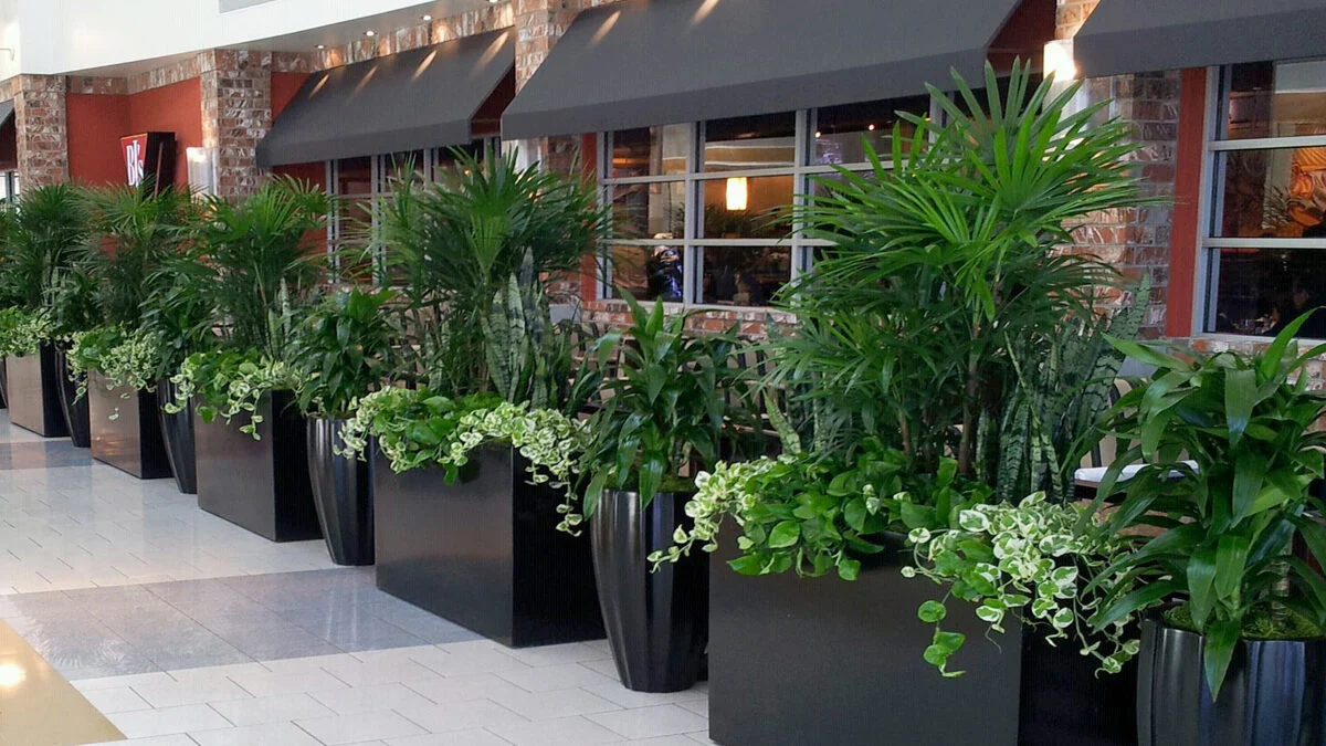Vast Planter Collection Offers Choices For Traditional And Contemporary Settings